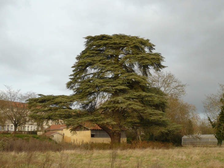 Cèdre sur les berges de la Dordogne - Gardonne