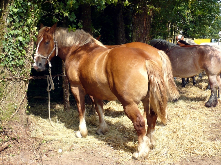 Concours agricole - Grun-Bordas