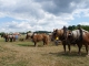 Photo précédente de Hautefort Terre en Fête.