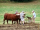 Photo précédente de Hautefort Terre en Fête.