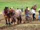 Photo précédente de Hautefort Terre en Fête.