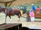 Photo précédente de Hautefort Terre en Fête.