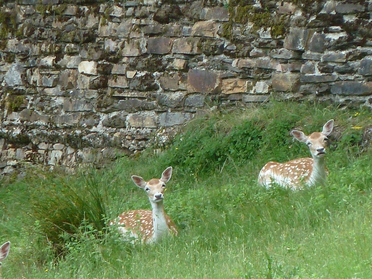 Les Biches du Parc du Château - Jumilhac-le-Grand