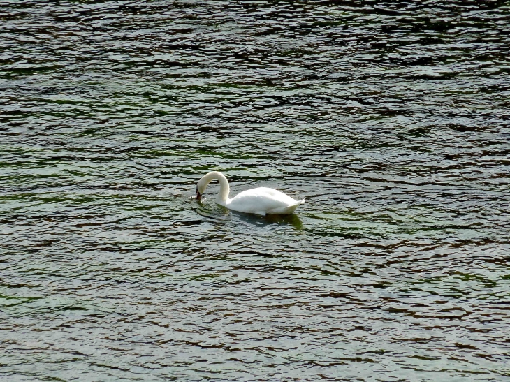 Cygne sur la Dordogne - Lalinde