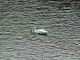 Photo suivante de Lalinde Cygne sur la Dordogne