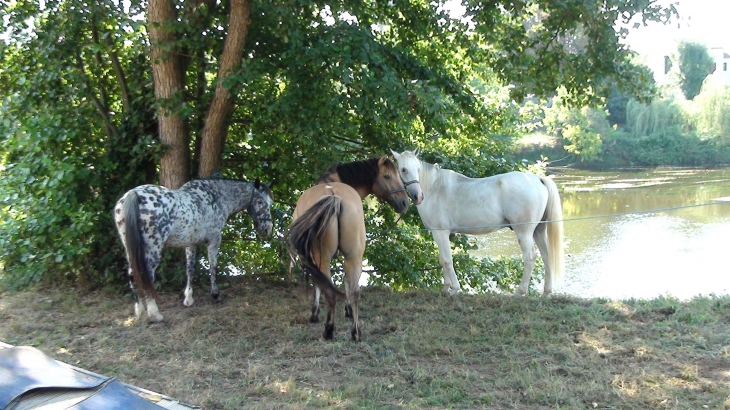 2ème fête du cheval - Le Bugue