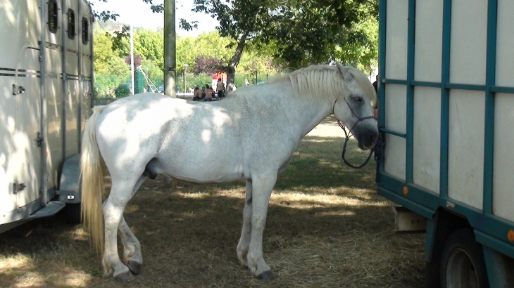 2ème fête du cheval - Le Bugue