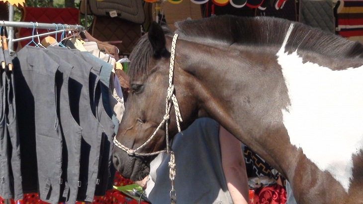 2ème fête du cheval - Le Bugue