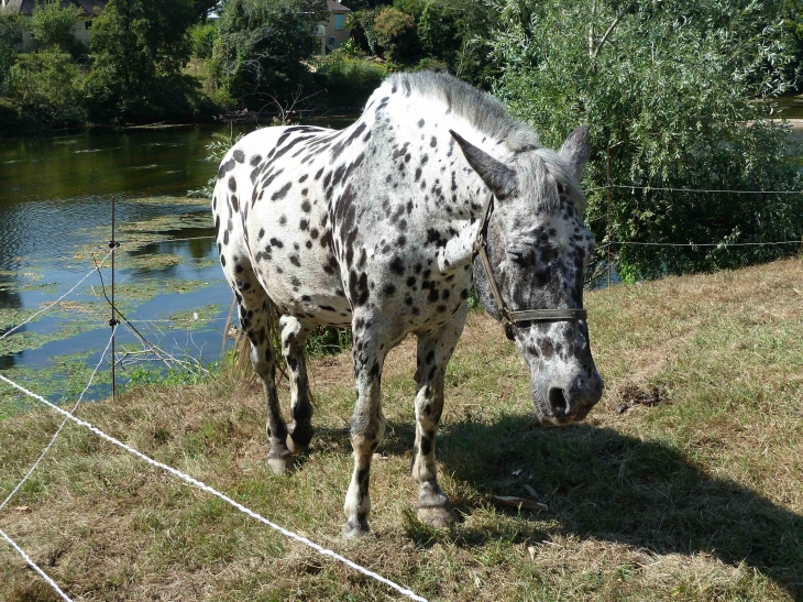 2ème fête du cheval - Le Bugue