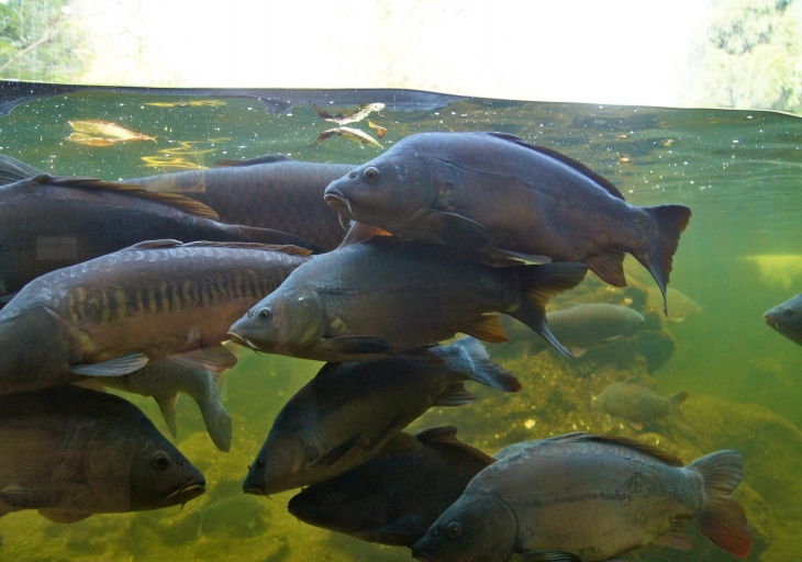 L'Aquarium du Périgord Noir. - Le Bugue