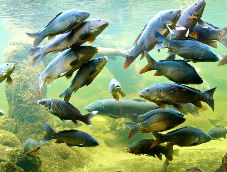 L'Aquarium du Périgord Noir. - Le Bugue