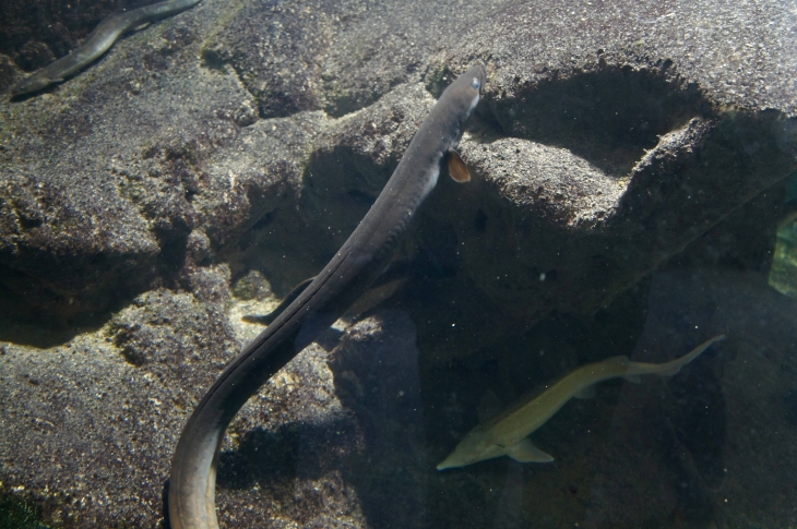 L'Aquarium du Périgord Noir. - Le Bugue