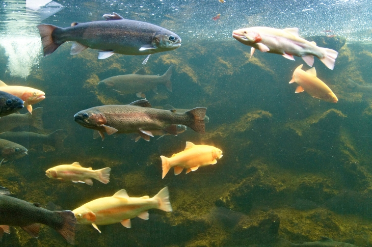 L'Aquarium du Périgord Noir. - Le Bugue