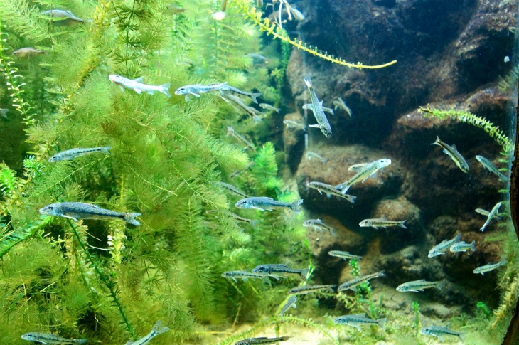 L'Aquarium du Périgord Noir. - Le Bugue