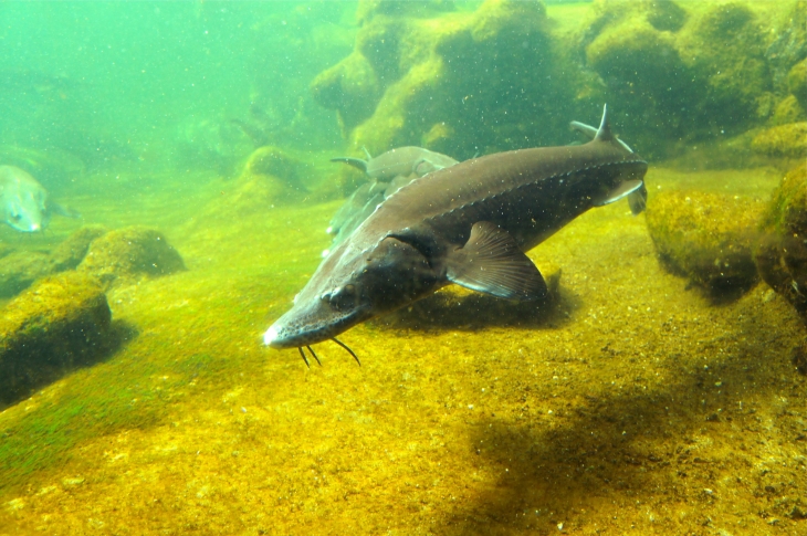 L'Aquarium du Périgord Noir. - Le Bugue