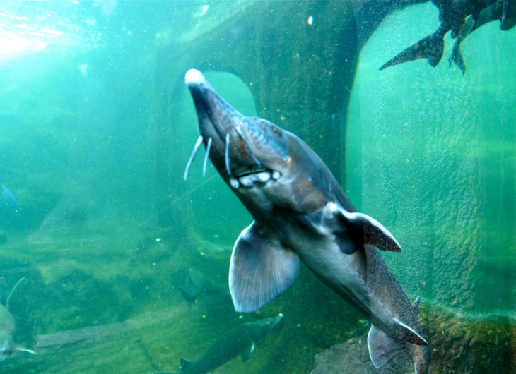 L'Aquarium du Périgord Noir. - Le Bugue