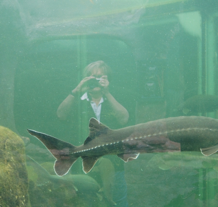 L'Aquarium du Périgord Noir. - Le Bugue