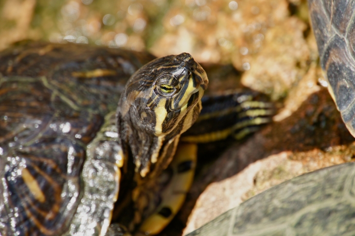 L'Aquarium du Périgord Noir. - Le Bugue