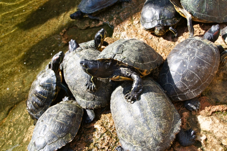 L'Aquarium du Périgord Noir. - Le Bugue