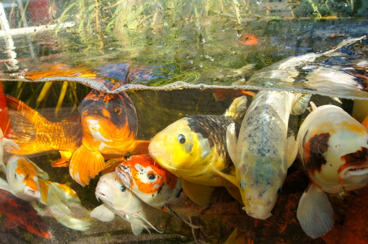 L'Aquarium du Périgord Noir. - Le Bugue