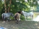 Photo précédente de Le Bugue 2ème fête du cheval