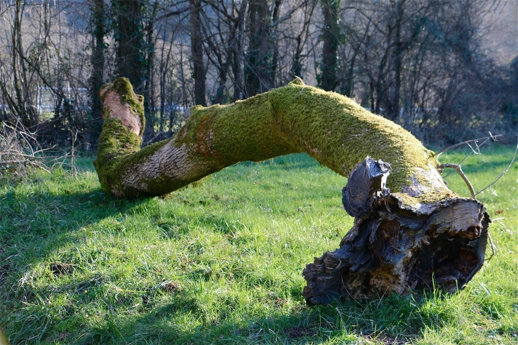 Le vieux chêne du GR36 - Le Change