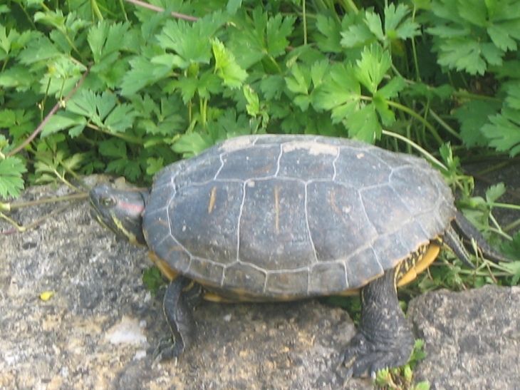 Tortue - Léguillac-de-Cercles