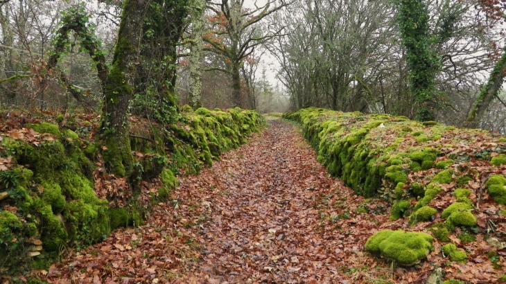 Ancienne route Périgueux-Brive sur les coteaux dominant la Vézère. - Les Farges