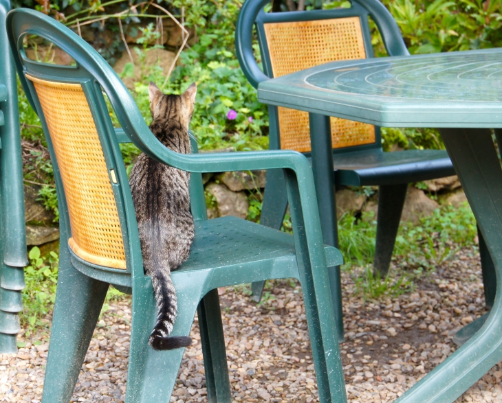 Le chat du restaurant. - Limeuil