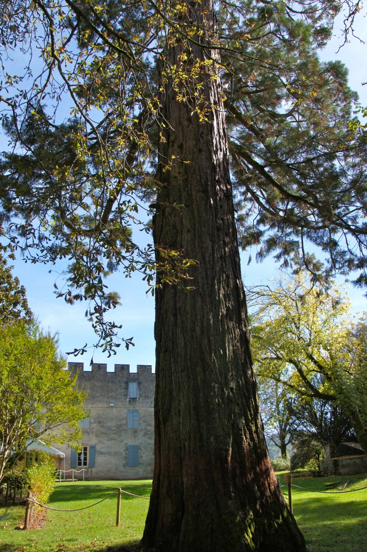 Les Jardins panoramiques : Séquoia géant (longévité : 1000 à 4000 ans). - Limeuil