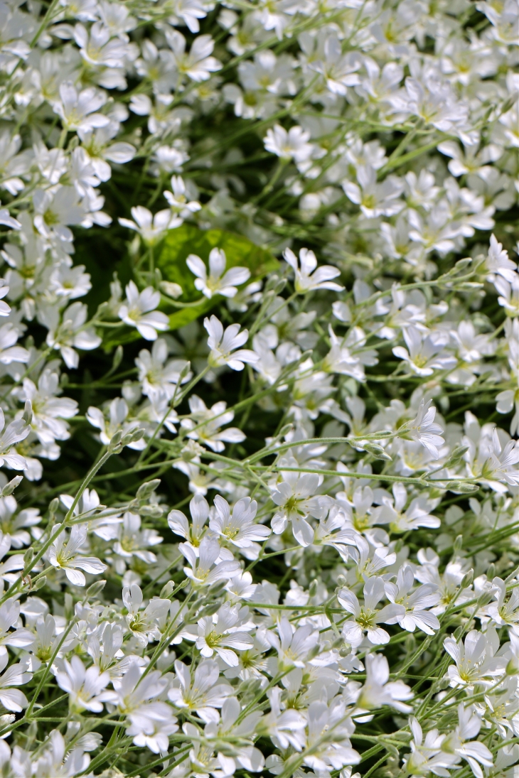 Fleurs du village. - Lusignac