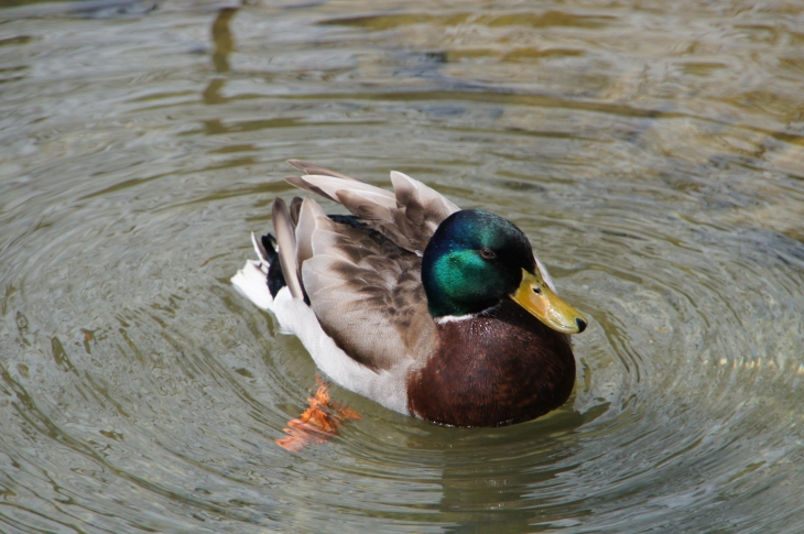 Le canard du village. - Manzac-sur-Vern