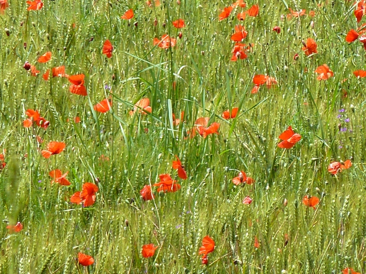 Champ de Coquelicots - Marquay