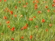 Champ de Coquelicots