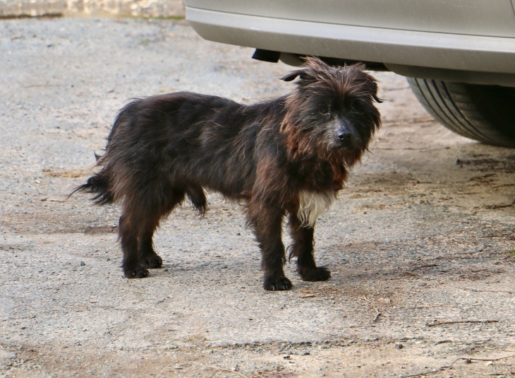 Le Chien du Hameau de Grand Castang. - Mauzac-et-Grand-Castang