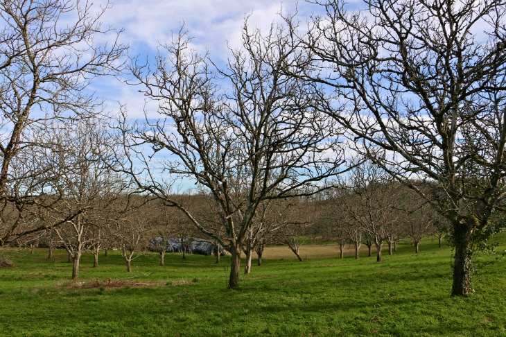 Champ de noyers . Hameau de Grand Castang. - Mauzac-et-Grand-Castang