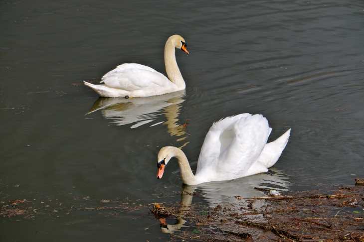 Cygnes en aval au barrage. - Mauzac-et-Grand-Castang