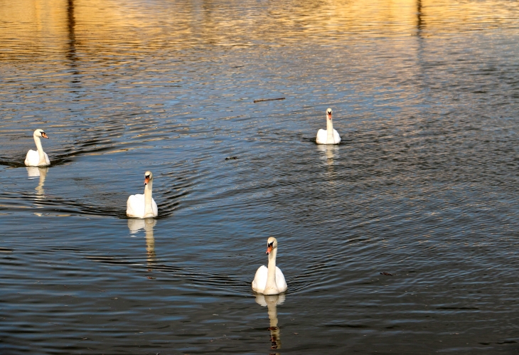 Cygnes en aval au barrage. - Mauzac-et-Grand-Castang