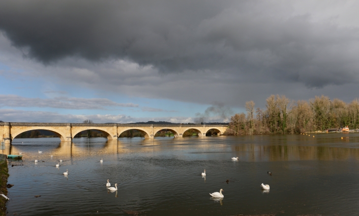 Les cygnes sur la Dordogne. - Mauzac-et-Grand-Castang