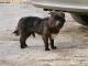 Photo suivante de Mauzac-et-Grand-Castang Le Chien du Hameau de Grand Castang.