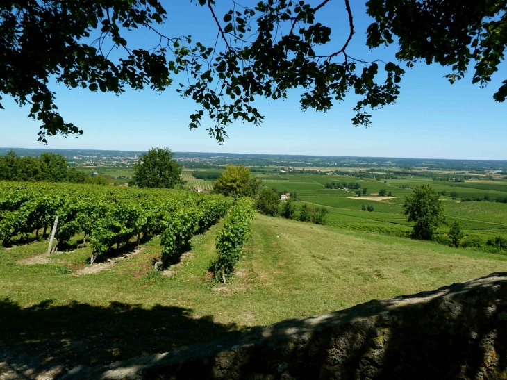 Les-vignes-du-vin-de-monbazillac-vue-de-la-terrasse-du-chateau