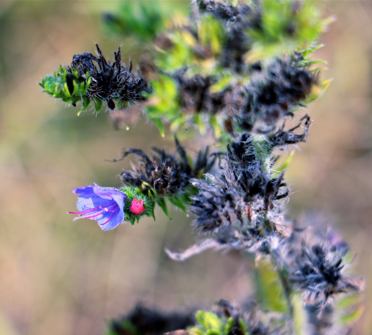 Fleur de campagne - Montpeyroux