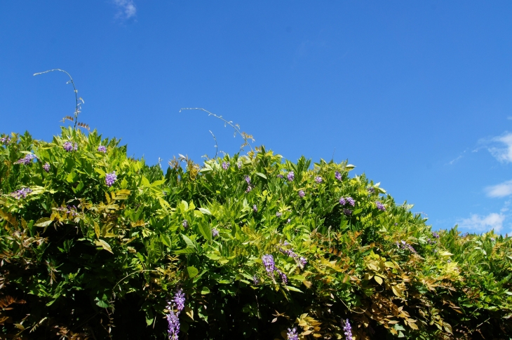 Glycine du village. - Nailhac