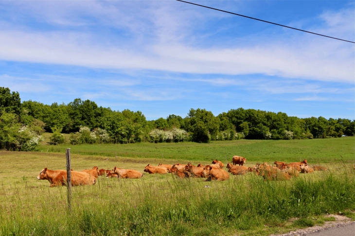 Aux alentours. - Naussannes