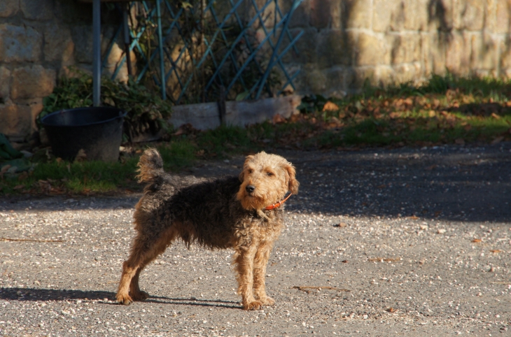 Le chien du village. - Paulin