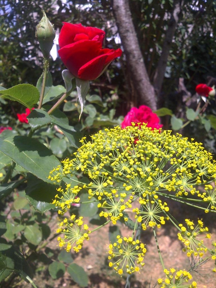 Dans le jardin du Toulon. - Périgueux