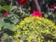 Photo précédente de Périgueux Dans le jardin du Toulon.