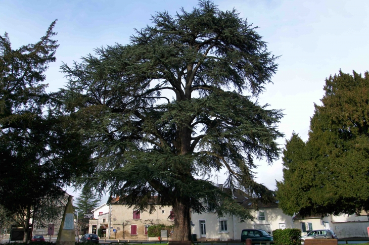 Chêne séculaire de la place de la Mairie - Razac-sur-l'Isle