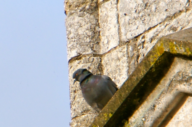 Pigeon de l'église - Razac-sur-l'Isle