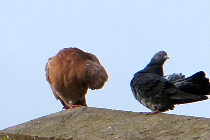 Pigeons de l'église - Razac-sur-l'Isle